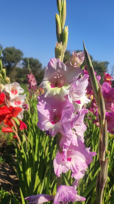 Гладиолусы сортовые,смесь сортов,