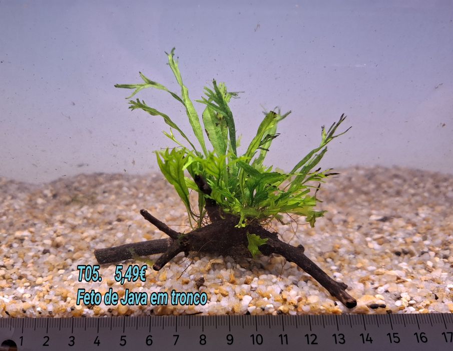 Fetos /Feto de Java em tronco pequeno (10cm) (Aquário Plantas)