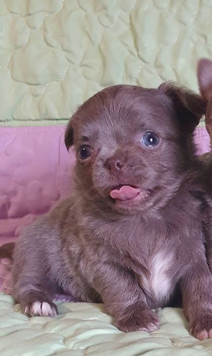 Лілова красуня чіхуахуа