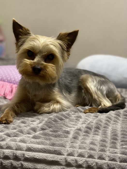 Вязка йорк, йорк ищет невесту