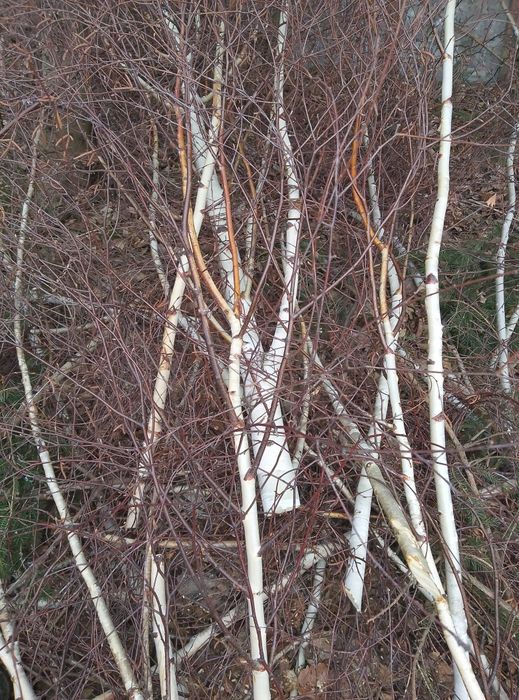 Zrębki, gałęzie, drewno