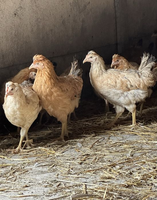 Kura nioska Green Shell