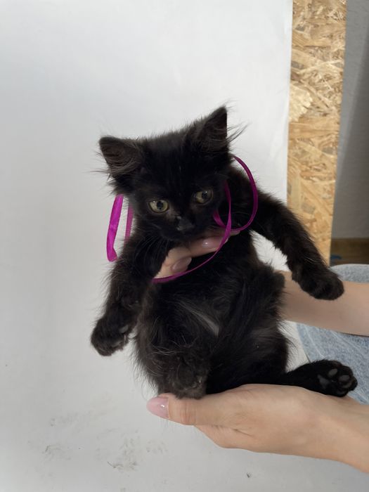 Котята мальчики и девочка