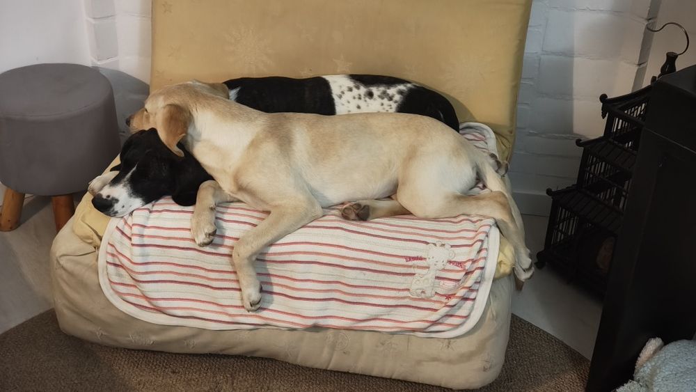 Caldelas Para adopção