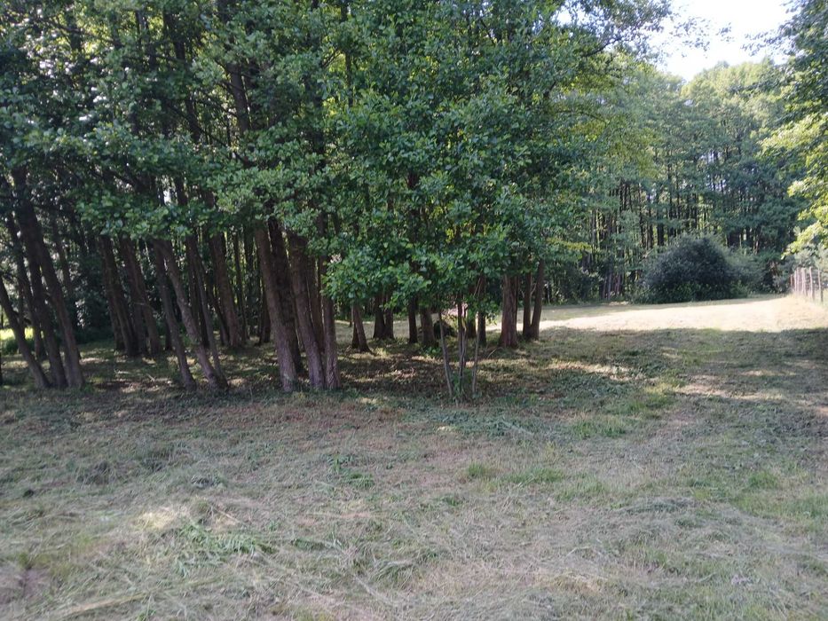 Działka budowalna pośród lasów – další