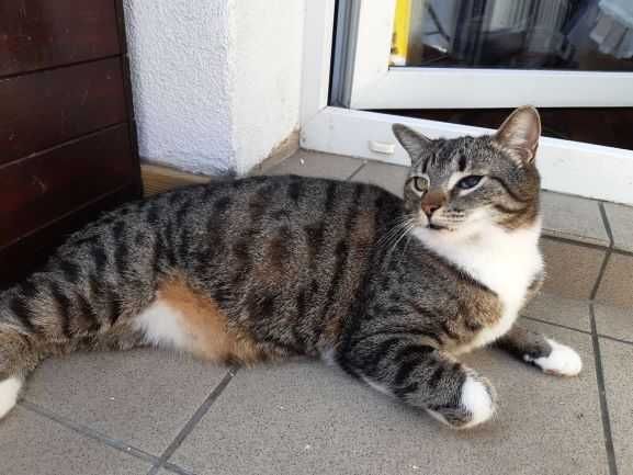 Ogromny, miziasty kocurek HUGON do adopcji za darmo ^-^