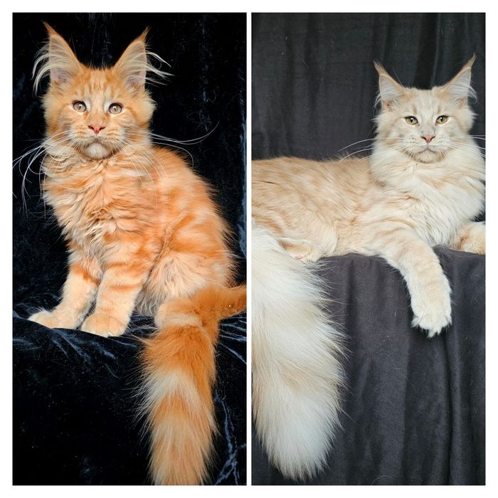 Розплідник пропонує кошенят мейн кунів