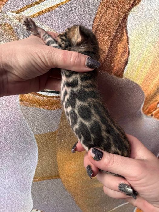 Котята с документами!