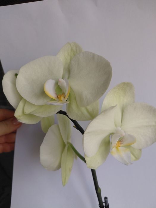 Орхідея  салатова