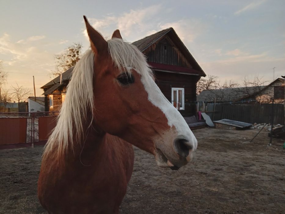 Продам кобилк робочу