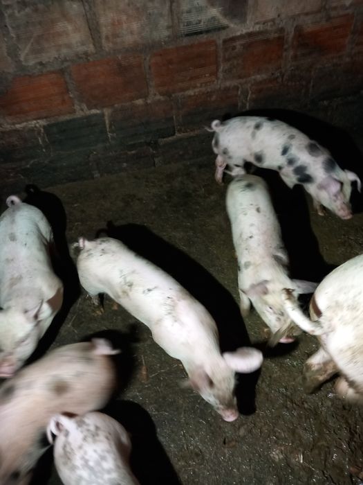 Tenho leitoes para venda