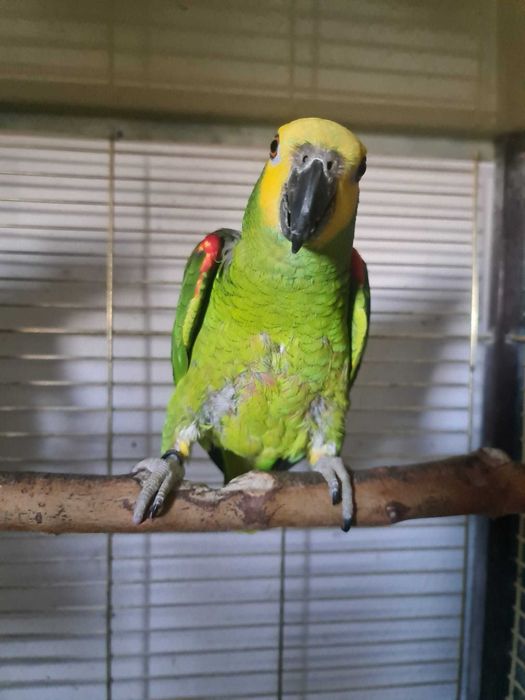 Papagaio Aestiva Aestiva Macho reprodutor