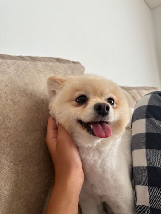 SPITZ POMERÂNIA cachorro macho para acasalar