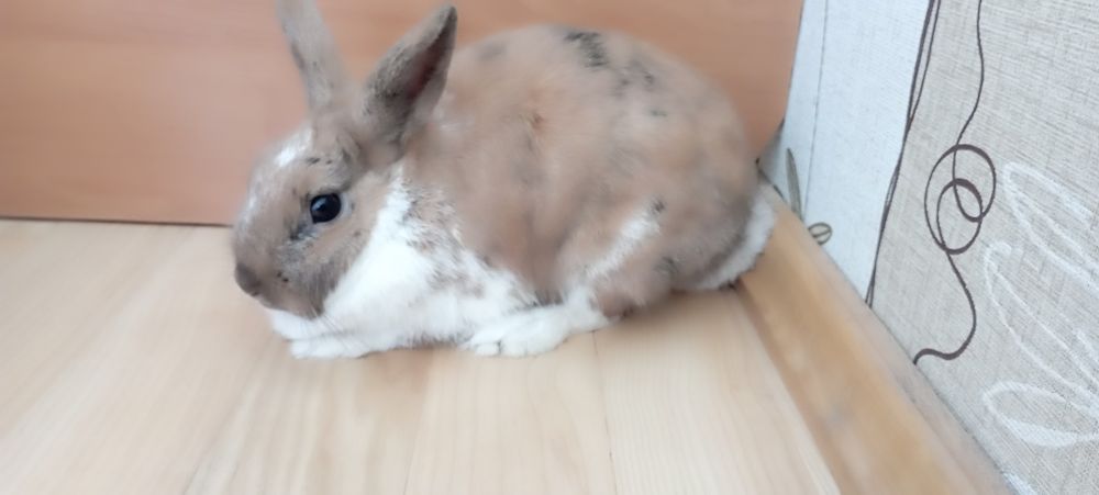 Декоративна карликова кролиця