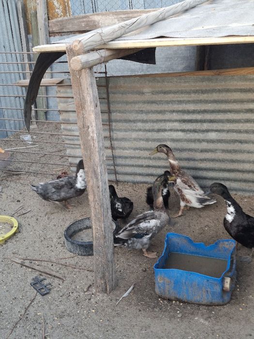 Patos adultos varias raças 12.5 cada ave