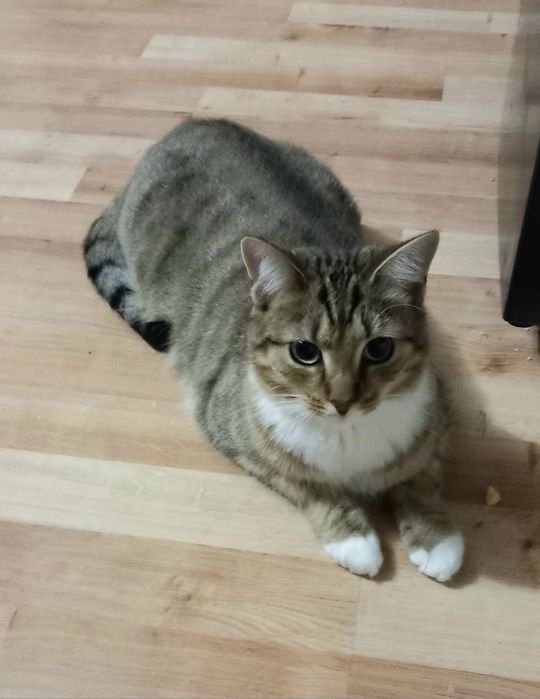 Duży kot Simba szuka domu