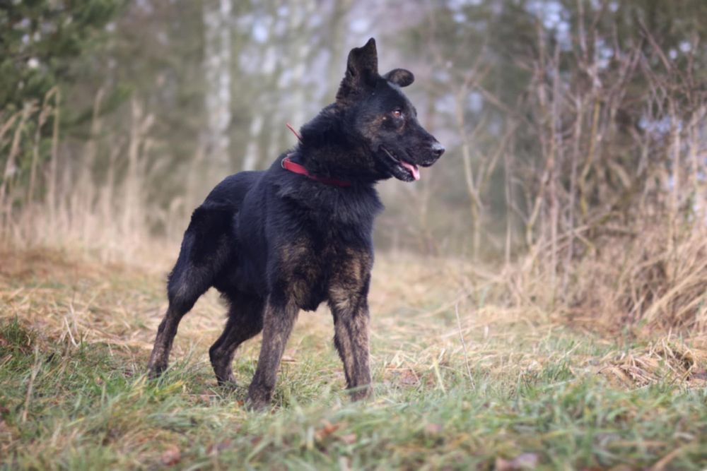 BIES w typie owczarka.Upodlony i samotny.Serce się kraja na jego widok