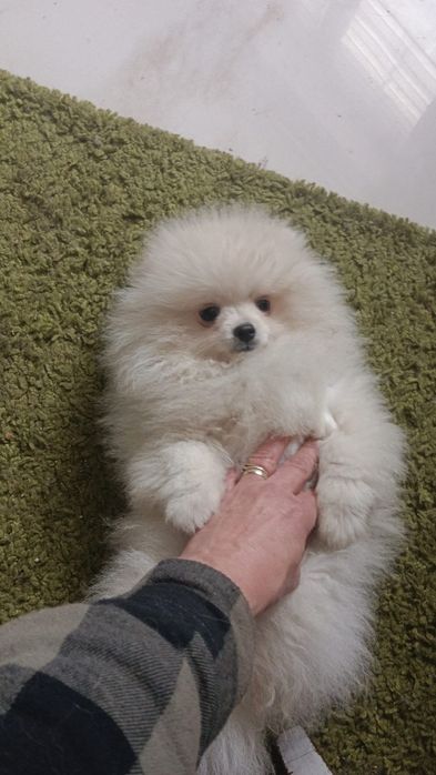 Szpic miniaturowy pomeranian