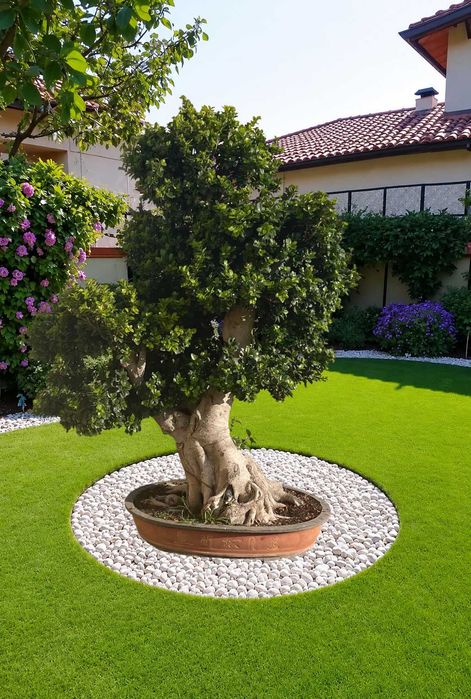 Bonsai Gigante Premium verdadeiro