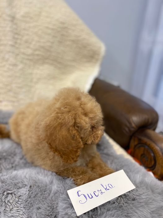 Sprzedam piękne cockapoo