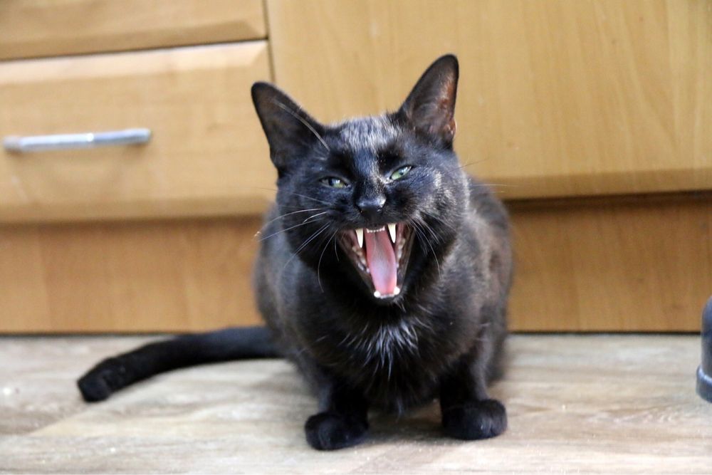 Piękny, towarzyski i młody Ignaś czeka na swoją szansę na dom!