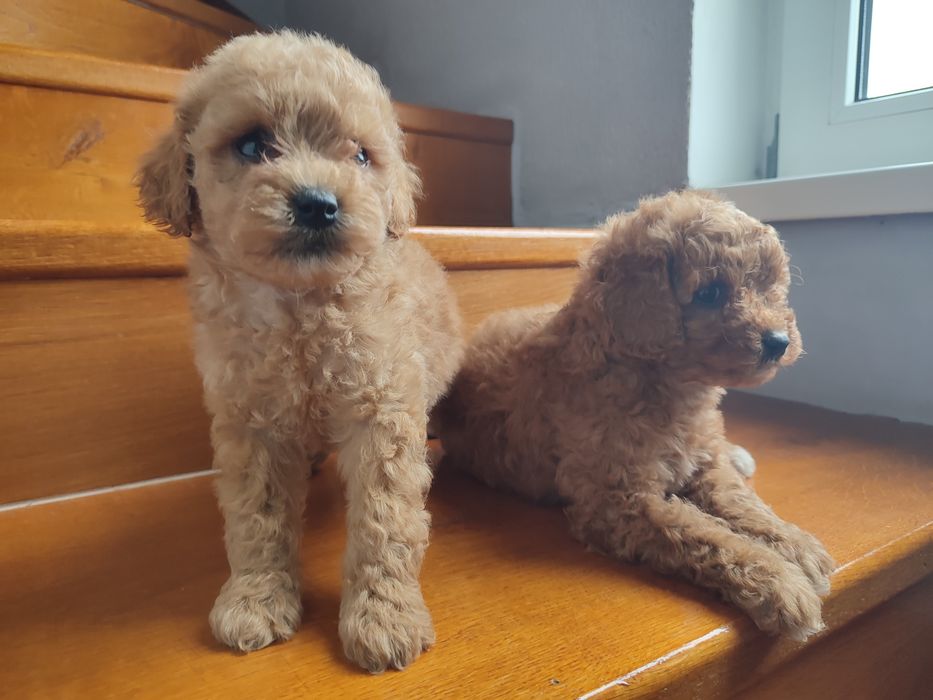 Щенки мальтіпу супер