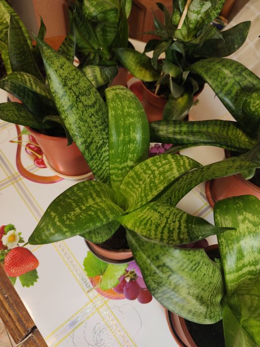 Сансевієрія ханні_компактна низькоросла