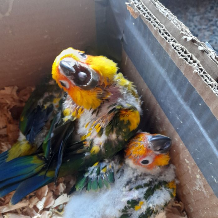 Aratinga sol  bebés