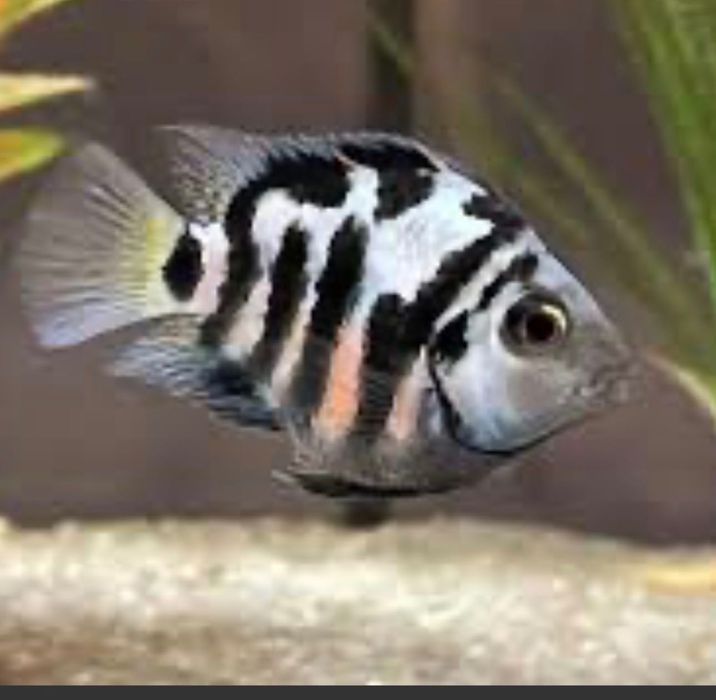 Цихліда сапфіровий попуга