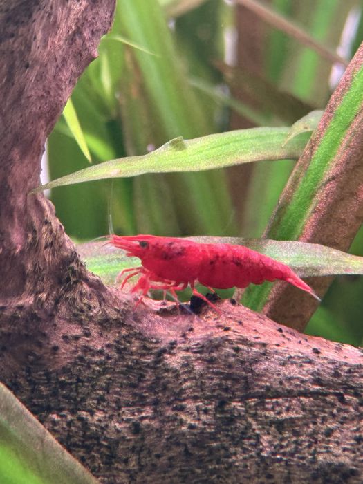 Camarões Neocaridina Premium - Cores Vibrantes e Saúde Garantida!