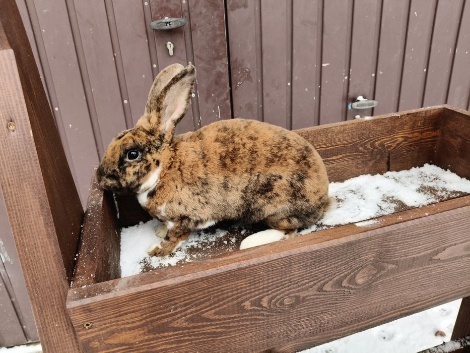 Królik rex , rex dalmatyński , rex gepard