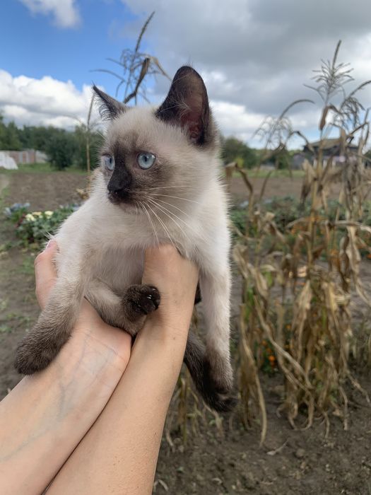 Кошеня киця сіамська