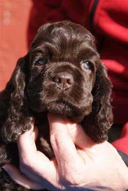 Cocker Spaniel Inglês FEMEA CHOCOLATE SÓLIDO com LOP  e AFIXO