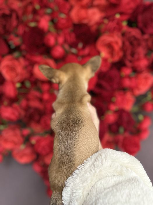 Шикарна ізабеллова міні крихітка чіхуахуа найкращий подарунок