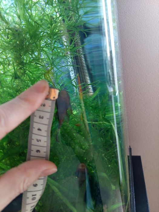 Анциструс, сом Папуга рибки