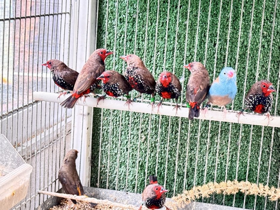 Varias aves para cedencia aves 2026