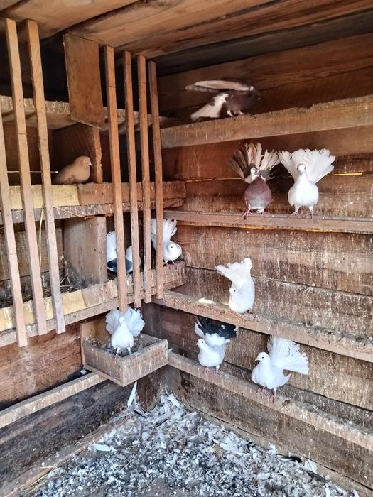 Pawiki gołębie piękne