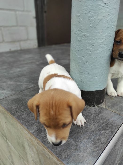 Продаю щенка Джек Рассел тер'єр хлопчик