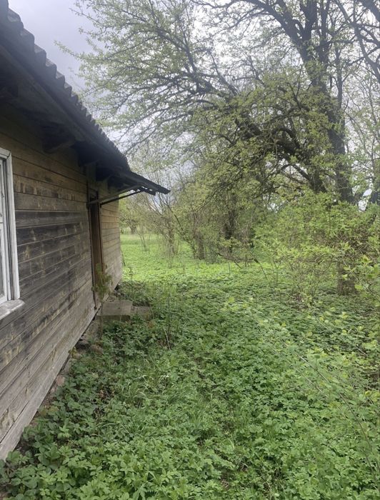 Działka siedlisko 0,5ha Kuraszewo kolo Hajnowki - Widok 3