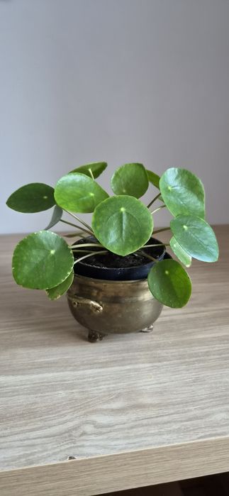 Pilea peperomiowata pieniążek kwiat doniczkowy zielone liście roślina