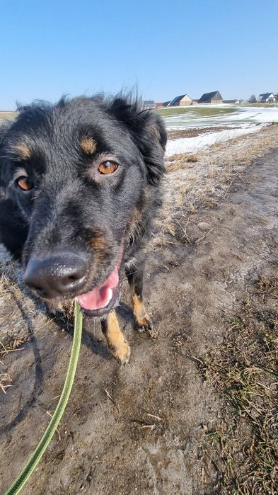 Młodziutki Zenit do adopcji