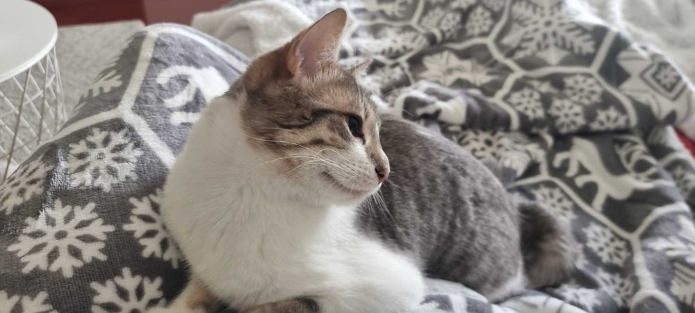 Gatas para adoção