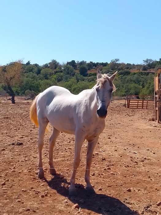 Égua com 12 anos