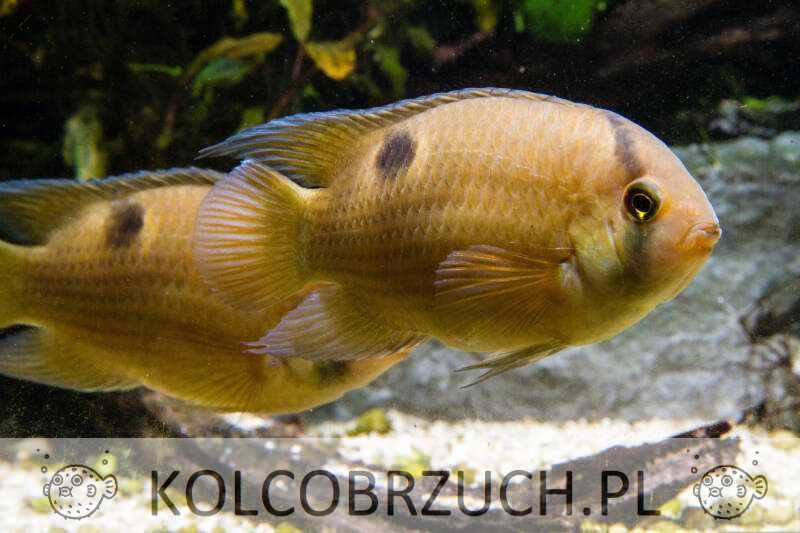 Akara z Maroni - Cleithracara maronii - dowozimy, wysyłamy