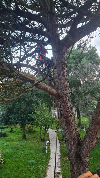 Poda e Abate de Árvores