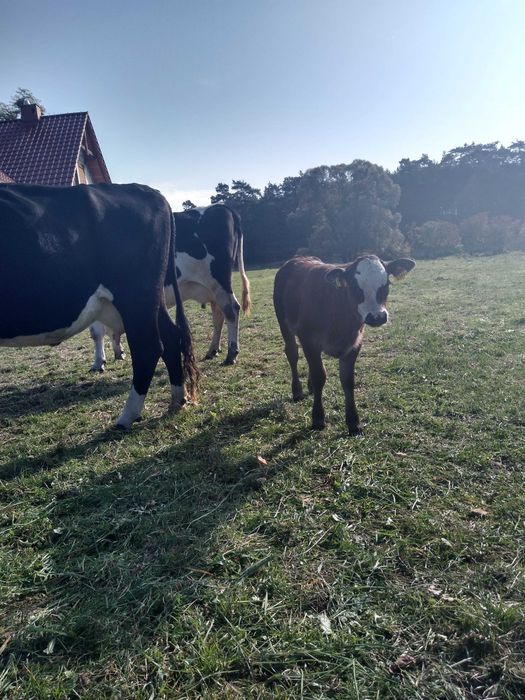 Sprzedam mleko wiejskie od krówek,