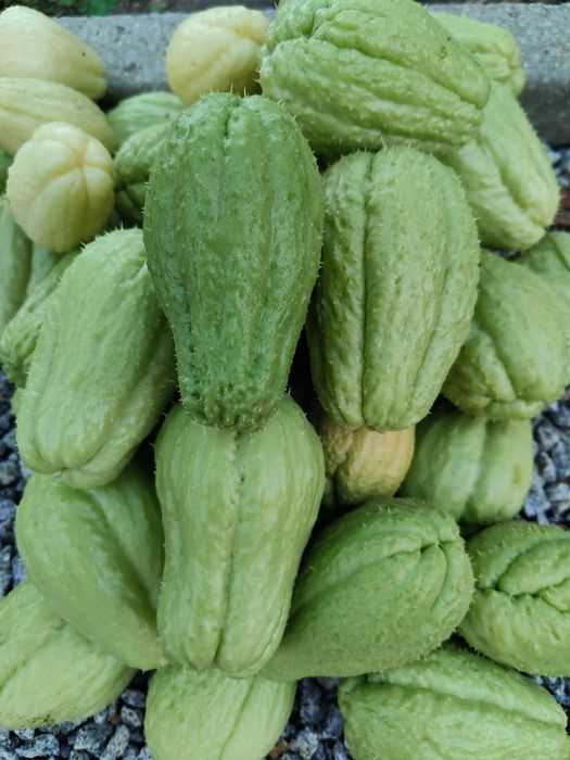 Xuxu biológico ao kg