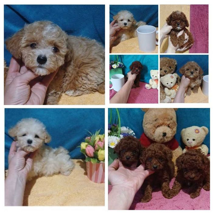 Вип кукольные детки мальтипу.