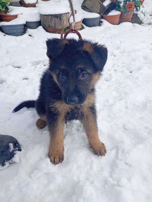 Owczarek Niemiecki SZCZENIAK