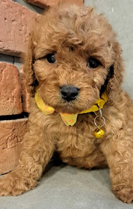 Cavapoo śliczna dziewczynka